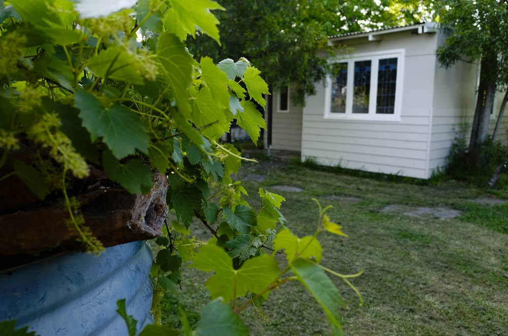 Potential Rental Income From Granny Flats